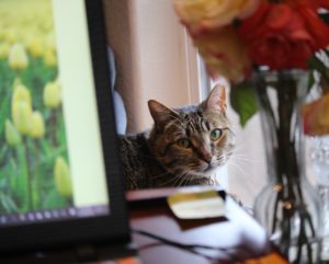 cat staring at the author who is procrastinating on a writing project with laptop in foreground