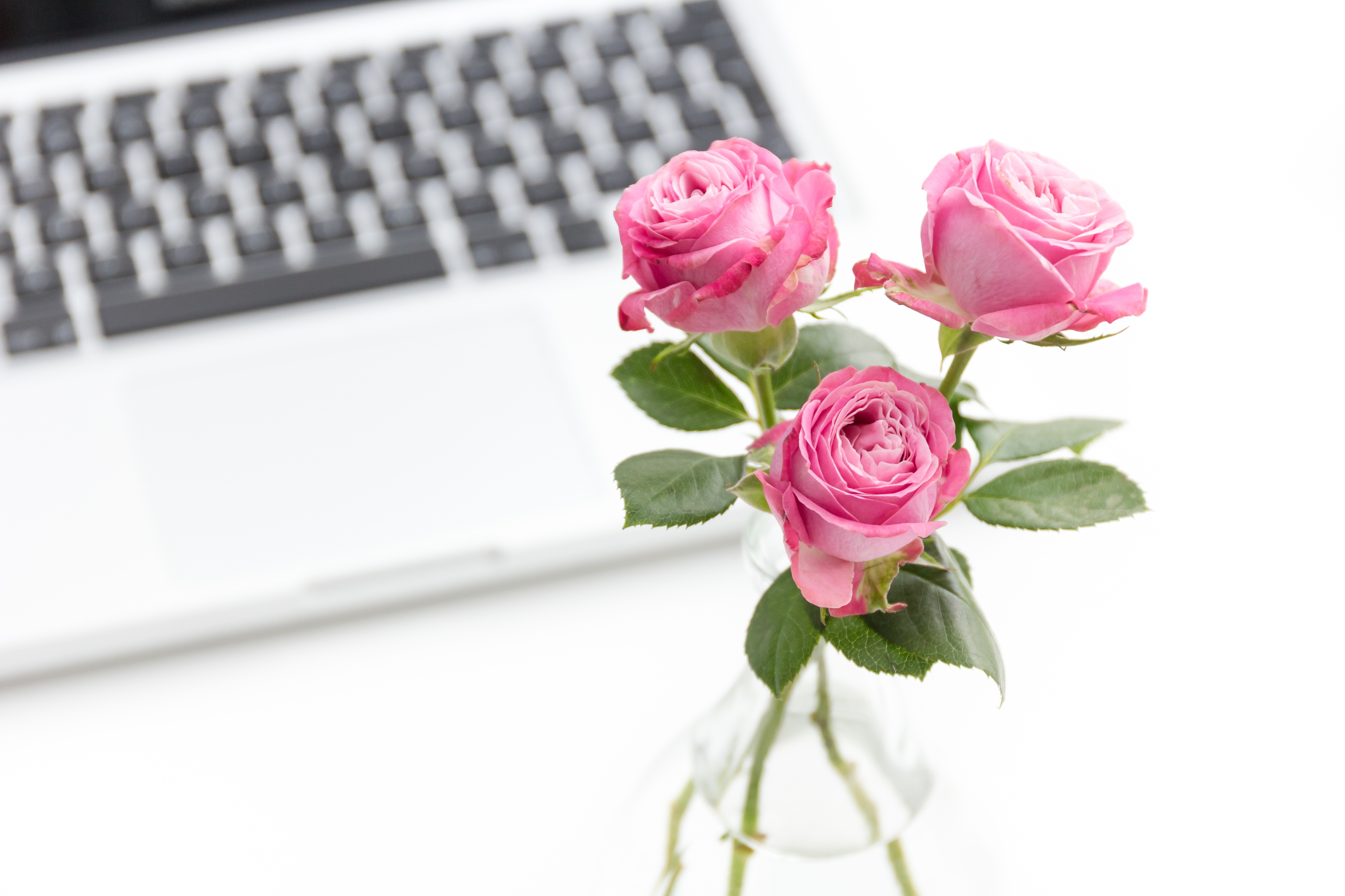 pink roses with keyboard sit unused due to procrastination