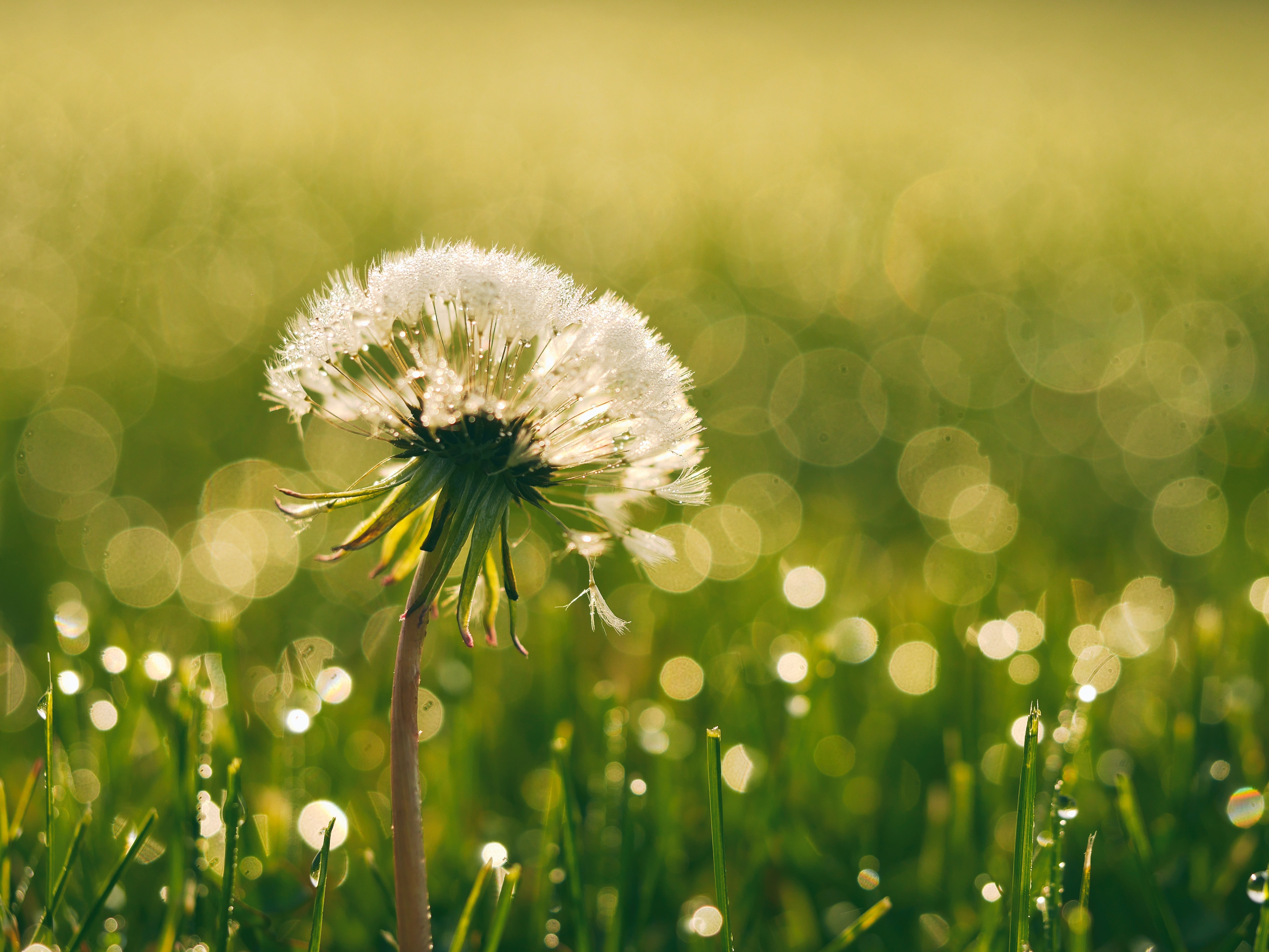 dandelion with dew in green field with bokeh