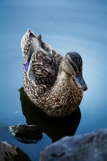 duck-5581178_640 (1) female duck floating on water